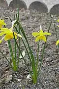 Narcisse odorant (Narcissus ×odorus)