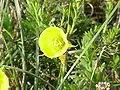 Narcissus bulbocodium ssp. bulbocodium
