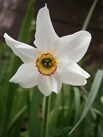 Narcisse des poètes(narcissus poeticus)