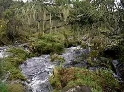 Rivière Naremoru s'écoulant dans la forêt de nuage.