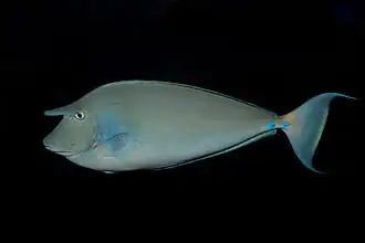 Individu caractéristique