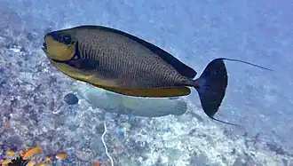 Un nason zébré (Naso vlamingii)