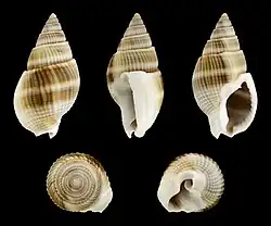 Tritia siquijorensis