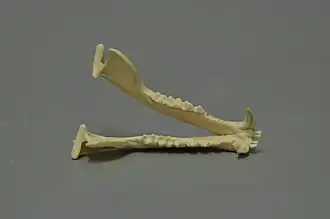 Mâchoire inférieure