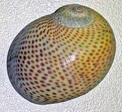 Naticarius stercusmuscarum.