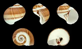 Natica vitellus, un Naticidae.