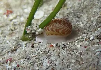 jeune Tanea euzona (très rare)