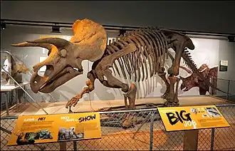 Squelette d'un Triceratops