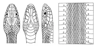 Description de l'image Natrix miyajimae holotype head and midbody scalation.jpg.