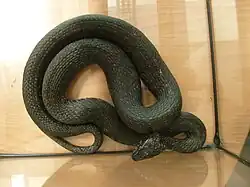 Spécimen plus robuste : une femelle gestante.