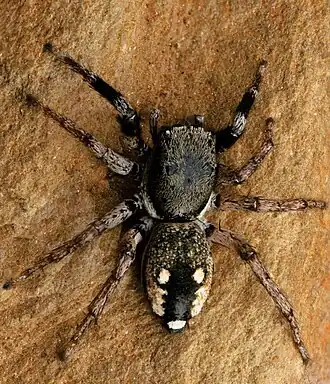 Description de l'image Natta triguttata female (10.3897-AfrInvertebr.65.136083) Figure 17 (cropped-C).jpg.