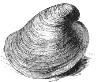 Capulus ungaricus.