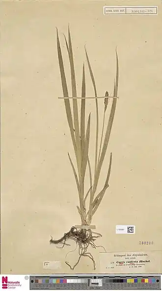 Description de l'image Naturalis Biodiversity Center - L.1355061 - Carex conferta Hochst. ex A.Rich. - Cyperaceae - Plant type specimen.jpeg.