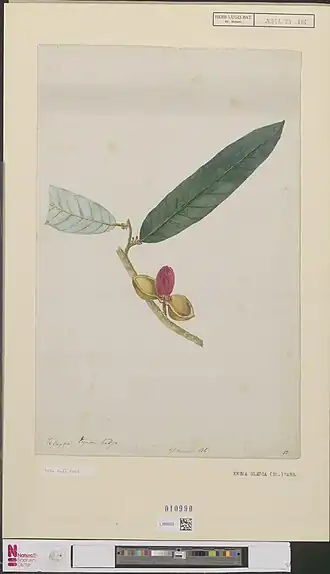Description de l'image Naturalis Biodiversity Center - L.2096533 - Kent, Willem II ? - Knema glauca - Artwork.jpeg.