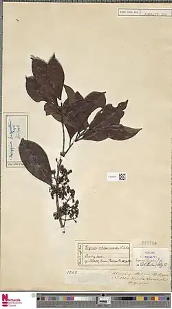 Herbier du Muséum d'histoire naturel de Leyde Naturalis, aux Pays-bas.