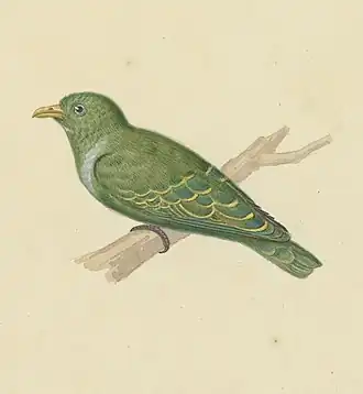 Description de l'image Naturalis Biodiversity Center - MMNAT01 AF NNM001000076 - Natuurkundige Commissie voor Nederlandsch-Indië - Bird species - Art by Oort, P. van (cropped).jpg.