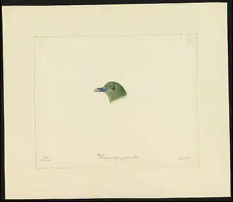 Description de l'image Naturalis Biodiversity Center - Natuurkundige Commissie - Art by Oort, P. van - Bird species - MMNAT01 AF NNM001000182.jpg.