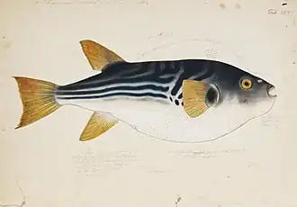 Takifugu xanthopterus