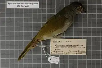 Description de l'image Naturalis Biodiversity Center - RMNH.AVES.126270 1 - Pycnonotus tephrolaemus nigriceps (Shelley, 1890) - Pycnonotidae - bird skin specimen.jpeg.