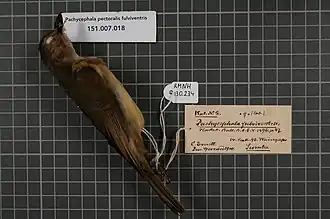 Description de l'image Naturalis Biodiversity Center - RMNH.AVES.130234 1 - Pachycephala pectoralis fulviventris Hartert, 1896 - Pachycephalidae - bird skin specimen.jpeg.