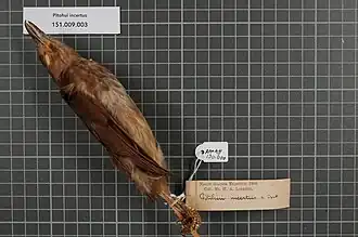 Description de l'image Naturalis Biodiversity Center - RMNH.AVES.130600 1 - Pitohui incertus van Oort, 1909 - Pachycephalidae - bird skin specimen.jpeg.