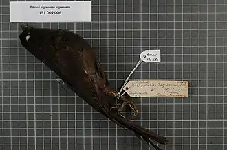 Description de l'image Naturalis Biodiversity Center - RMNH.AVES.130681 1 - Pitohui nigrescens nigrescens (Schlegel, 1871) - Pachycephalidae - bird skin specimen.jpeg.