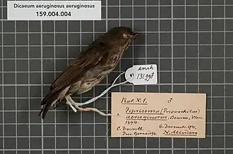 Description de l'image Naturalis Biodiversity Center - RMNH.AVES.131998 1 - Dicaeum aeruginosus aeruginosus (Bourns & Worcester, 1894) - Dicaeidae - bird skin specimen.jpeg.