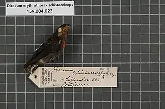 Description de l'image Naturalis Biodiversity Center - RMNH.AVES.132117 1 - Dicaeum erythrothorax schistaceiceps G.R. Gray, 1860 - Dicaeidae - bird skin specimen.jpeg.