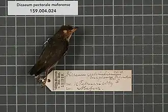Description de l'image Naturalis Biodiversity Center - RMNH.AVES.132149 1 - Dicaeum pectorale maforense Salvadori, 1876 - Dicaeidae - bird skin specimen.jpeg.