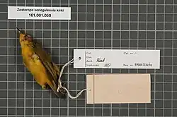 Spécimen préservé