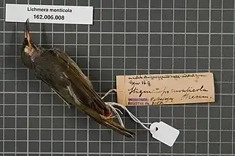 Description de l'image Naturalis Biodiversity Center - RMNH.AVES.133746 1 - Lichmera monticola (Stresemann, 1912) - Meliphagidae - bird skin specimen.jpeg.