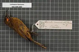 Description de l'image Naturalis Biodiversity Center - RMNH.AVES.133748 1 - Lichmera flavicans (Vieillot, 1817) - Meliphagidae - bird skin specimen.jpeg.