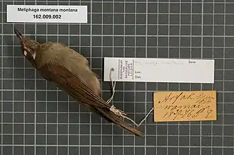 Description de l'image Naturalis Biodiversity Center - RMNH.AVES.133919 1 - Meliphaga montana montana (Salvadori, 1880) - Meliphagidae - bird skin specimen.jpeg.