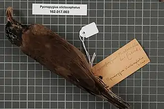 Description de l'image Naturalis Biodiversity Center - RMNH.AVES.134396 1 - Pycnopygius stictocephalus (Salvadori, 1876) - Meliphagidae - bird skin specimen.jpeg.