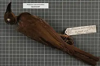 Description de l'image Naturalis Biodiversity Center - RMNH.AVES.134528 1 - Philemon subcorniculatus (Hombron & Jacquinot, 1841) - Meliphagidae - bird skin specimen.jpeg.