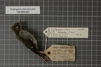 Description de l'image Naturalis Biodiversity Center - RMNH.AVES.135068 1 - Eugerygone rubra saturatior Mayr, 1931 - Eopsaltriidae - bird skin specimen.jpeg.