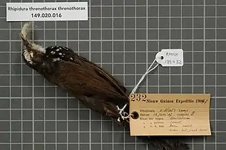 Description de l'image Naturalis Biodiversity Center - RMNH.AVES.135432 1 - Rhipidura threnothorax threnothorax Muller, 1843 - Monarchidae - bird skin specimen.jpeg.