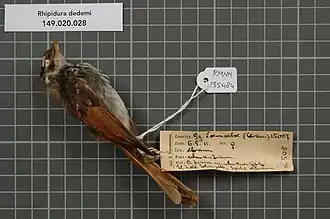 Description de l'image Naturalis Biodiversity Center - RMNH.AVES.135484 1 - Rhipidura dedemi van Oort, 1911 - Monarchidae - bird skin specimen.jpeg.