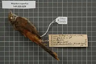 Description de l'image Naturalis Biodiversity Center - RMNH.AVES.135489 1 - Rhipidura superflua Hartert, 1899 - Monarchidae - bird skin specimen.jpeg.