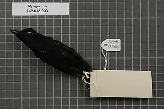 Description de l'image Naturalis Biodiversity Center - RMNH.AVES.135869 2 - Myiagra atra Meyer, 1874 - Monarchidae - bird skin specimen.jpeg.