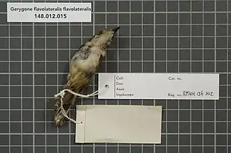 Description de l'image Naturalis Biodiversity Center - RMNH.AVES.136202 2 - Gerygone flavolateralis flavolateralis (Gray, 1859) - Acanthizidae - bird skin specimen.jpeg.