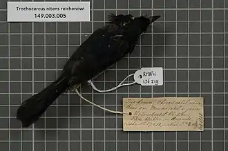 Description de l'image Naturalis Biodiversity Center - RMNH.AVES.136219 1 - Trochocercus nitens reichenowi Sharpe, 1904 - Monarchidae - bird skin specimen.jpeg.