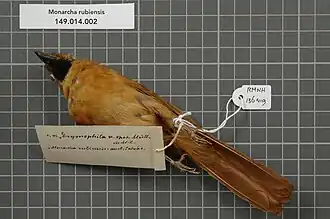 Description de l'image Naturalis Biodiversity Center - RMNH.AVES.136419 2 - Monarcha rubiensis (Meyer, 1874) - Monarchidae - bird skin specimen.jpeg.