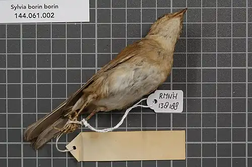 S. b. borin - Parties inférieures du même spécimen que précédemment (RMNH.AVES.138188).