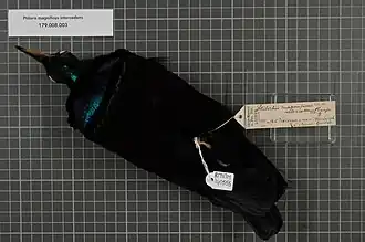 Description de l'image Naturalis Biodiversity Center - RMNH.AVES.140555 2 - Ptiloris magnificus intercedens Sharpe, 1882 - Paradisaeidae - bird skin specimen.jpeg.