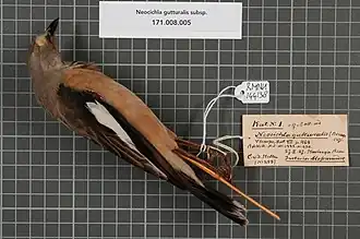 Neocichla gutturalis