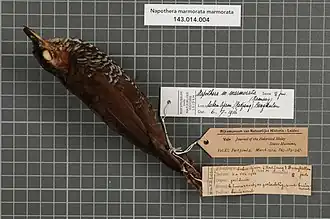 Description de l'image Naturalis Biodiversity Center - RMNH.AVES.147341 1 - Napothera marmorata marmorata (Ramsay, 1836) - Timaliidae - bird skin specimen.jpeg.