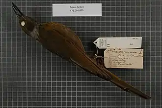 Description de l'image Naturalis Biodiversity Center - RMNH.AVES.14761 1 - Oriolus forsteni (Bonaparte, 1851) - Oriolidae - bird skin specimen.jpeg.