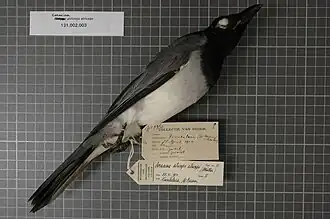 Description de l'image Naturalis Biodiversity Center - RMNH.AVES.14789 1 - Coracina atriceps atriceps (Muller, 1843) - Campephagidae - bird skin specimen.jpeg.