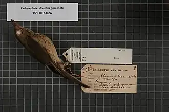 Description de l'image Naturalis Biodiversity Center - RMNH.AVES.14884 1 - Pachycephala rufiventris griseonota Gray, 1862 - Pachycephalidae - bird skin specimen.jpeg.